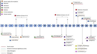 A genetic study of a Brazilian cohort of patients with X-linked hypophosphatemia reveals no correlation between genotype and phenotype